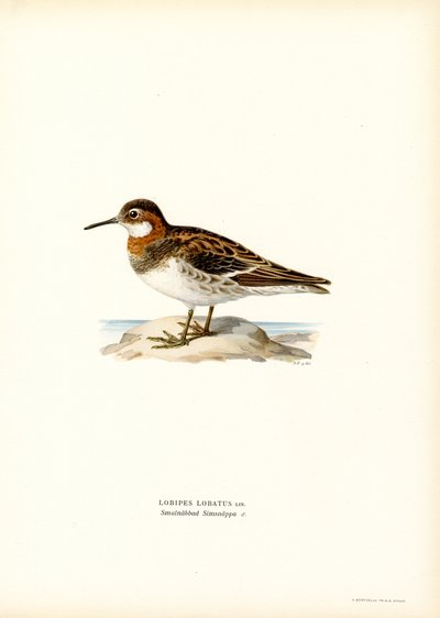Falarope de pescoço vermelho (cor litho) de Magnus Ferdinand and Wilhelm von Wright