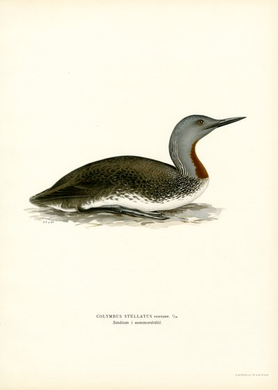 Red-throated Diver (cor litho) de Magnus Ferdinand and Wilhelm von Wright