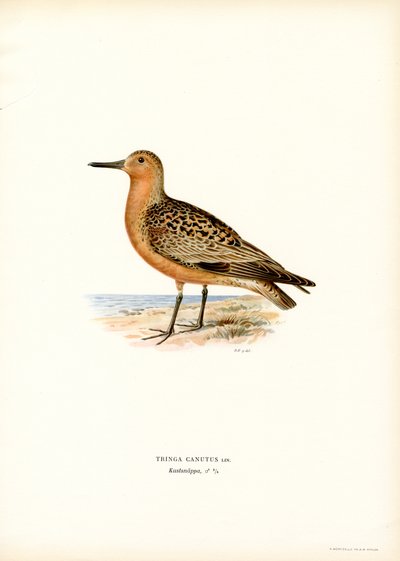 Nó vermelho (lito colorido) de Magnus Ferdinand and Wilhelm von Wright