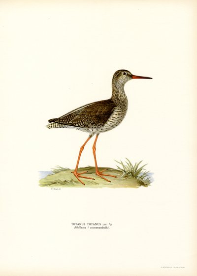 Redshank (lito colorido) de Magnus Ferdinand and Wilhelm von Wright