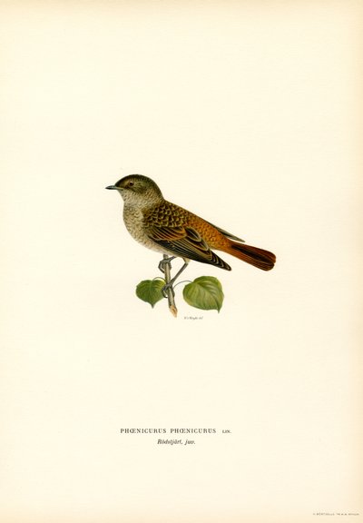Redstart (cor litho) de Magnus Ferdinand and Wilhelm von Wright