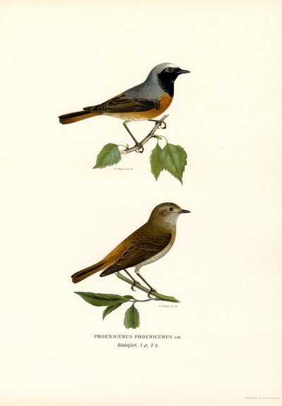 Redstart (lito colorido) de Magnus Ferdinand and Wilhelm von Wright