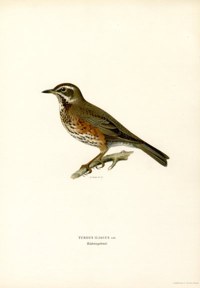 Asa vermelha (cor litho) de Magnus Ferdinand and Wilhelm von Wright