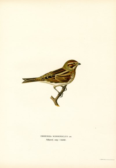 Reed Bunting (lito colorido) de Magnus Ferdinand and Wilhelm von Wright