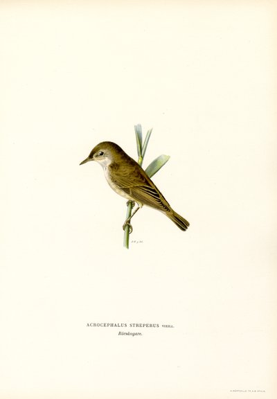 Reed Warbler (cor litho) de Magnus Ferdinand and Wilhelm von Wright