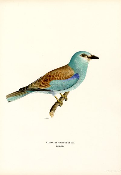 Rolo (cor litho) de Magnus Ferdinand and Wilhelm von Wright