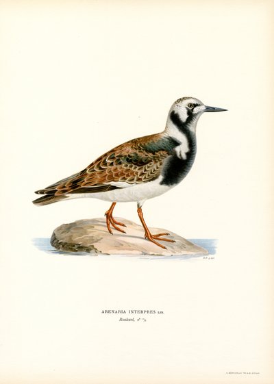 Ruddy Turnstone (lito colorido) de Magnus Ferdinand and Wilhelm von Wright