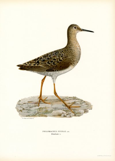 Ruff (lito colorido) de Magnus Ferdinand and Wilhelm von Wright