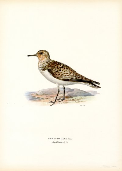 Sanderling (lito colorido) de Magnus Ferdinand and Wilhelm von Wright