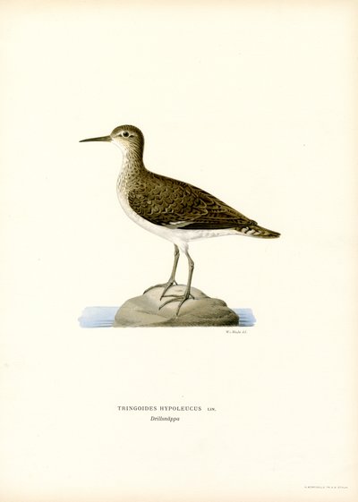 Limpador de areia (cor litho) de Magnus Ferdinand and Wilhelm von Wright