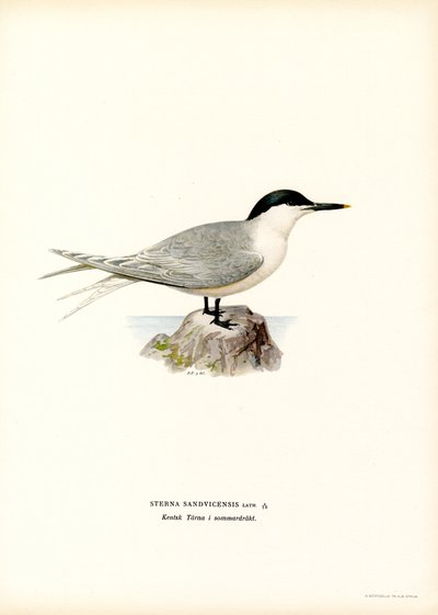 Garajau de sanduíche (cor litho) de Magnus Ferdinand and Wilhelm von Wright