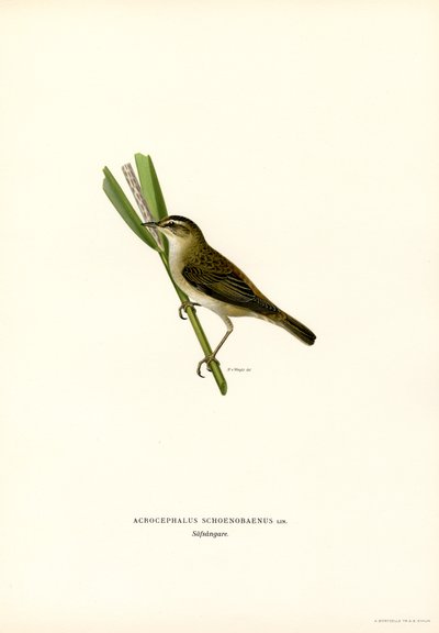 Sedge Warbler (cor litho) de Magnus Ferdinand and Wilhelm von Wright