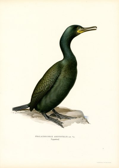 Salsicha (cor litho) de Magnus Ferdinand and Wilhelm von Wright