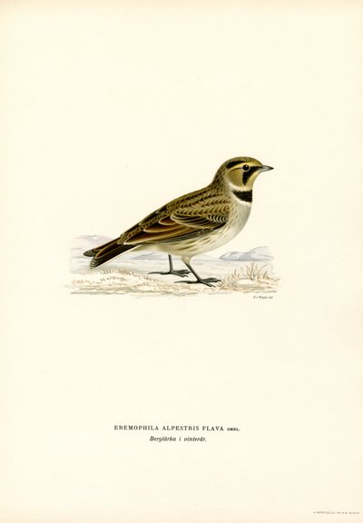 Shore Lark (lito colorido) de Magnus Ferdinand and Wilhelm von Wright