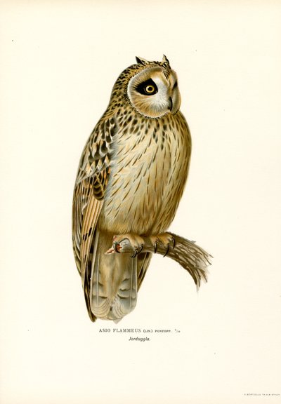 Coruja de orelhas curtas (cor litho) de Magnus Ferdinand and Wilhelm von Wright
