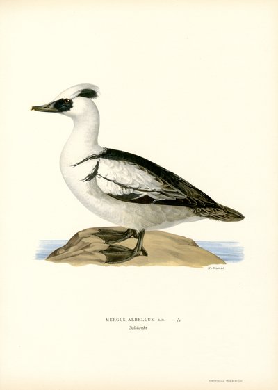 Smew (lito colorido) de Magnus Ferdinand and Wilhelm von Wright