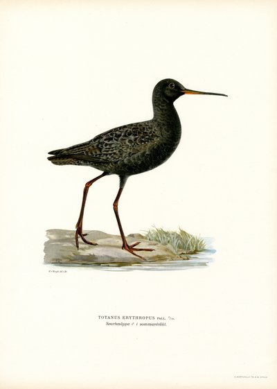 Spotted Redshank (cor litho) de Magnus Ferdinand and Wilhelm von Wright