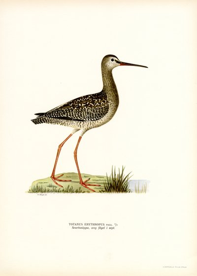 Spotted Redshank (cor litho) de Magnus Ferdinand and Wilhelm von Wright