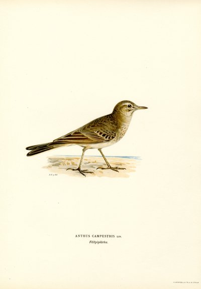Tawny Pipit (cor litho) de Magnus Ferdinand and Wilhelm von Wright
