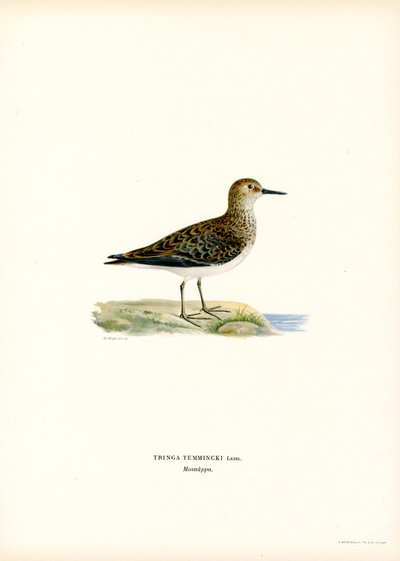 Stint de Temminck (lito colorido) de Magnus Ferdinand and Wilhelm von Wright