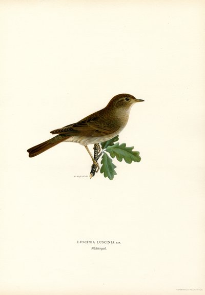 Thrush Nightingale (lito colorido) de Magnus Ferdinand and Wilhelm von Wright