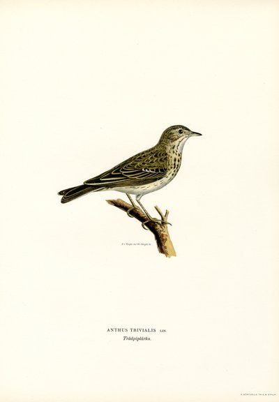 Pipit de árvore (cor litho) de Magnus Ferdinand and Wilhelm von Wright