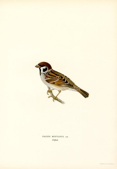 Pardal de árvore (lito colorido) de Magnus Ferdinand and Wilhelm von Wright