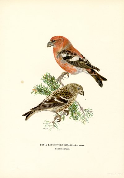 Bico cruzado de duas barras (cor litho) de Magnus Ferdinand and Wilhelm von Wright