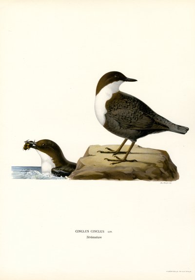 Water Ouzel (cor litho) de Magnus Ferdinand and Wilhelm von Wright
