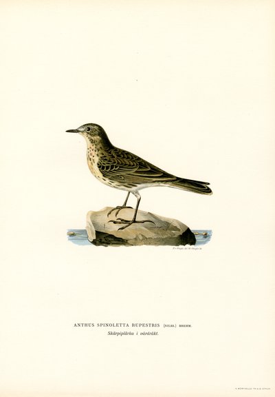 Pipit de água (cor litho) de Magnus Ferdinand and Wilhelm von Wright