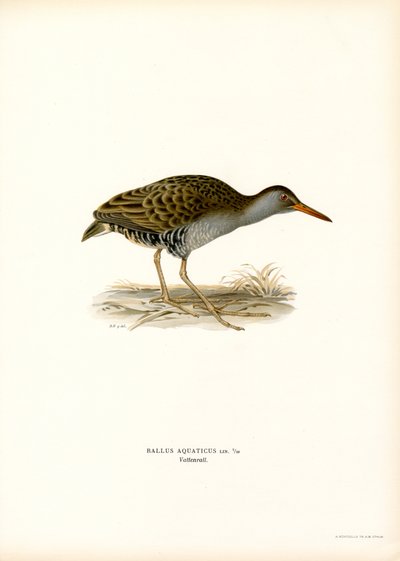 Barra de água (cor litho) de Magnus Ferdinand and Wilhelm von Wright