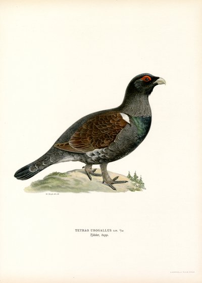Western Capercaillie (lito a cores) de Magnus Ferdinand and Wilhelm von Wright