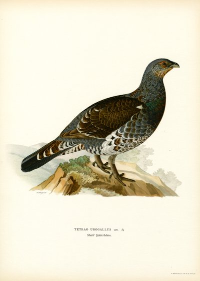 Capercaillie ocidental (cor litho) de Magnus Ferdinand and Wilhelm von Wright