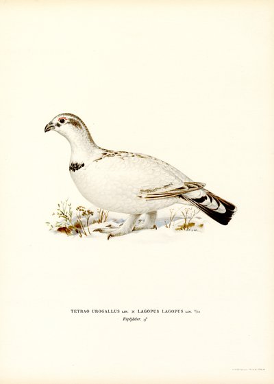 Western Capercaillie x Willow Ptarmigan (lito colorido) de Magnus Ferdinand and Wilhelm von Wright