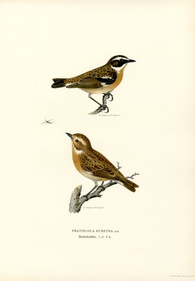 Whinchat (lito colorido) de Magnus Ferdinand and Wilhelm von Wright