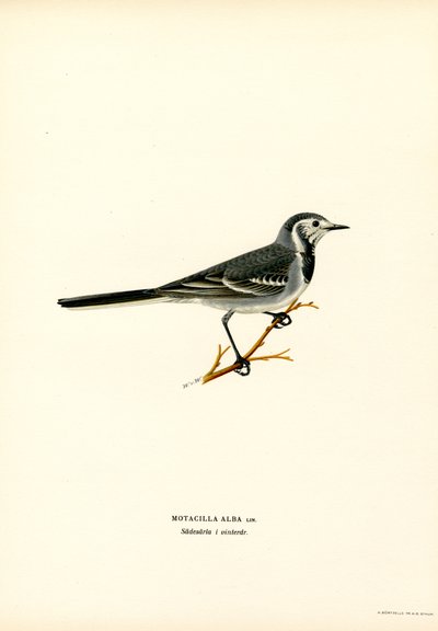 Branco Wagtail (cor litho) de Magnus Ferdinand and Wilhelm von Wright