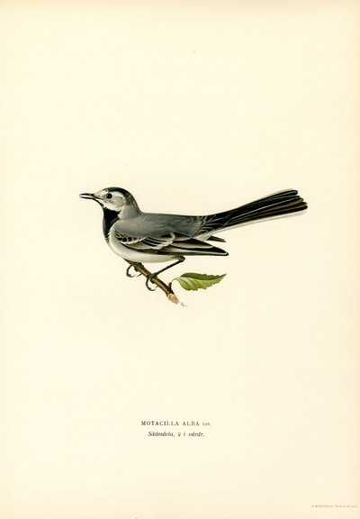 Alvéola Branca (lito a cores) de Magnus Ferdinand and Wilhelm von Wright