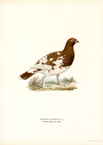 Willow Ptarmigan (cor litho) de Magnus Ferdinand and Wilhelm von Wright
