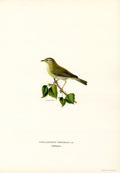 Willow Warbler (cor litho) de Magnus Ferdinand and Wilhelm von Wright