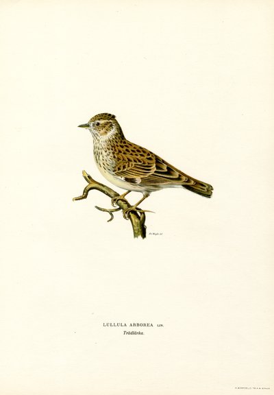 Wood Lark (lito colorido) de Magnus Ferdinand and Wilhelm von Wright