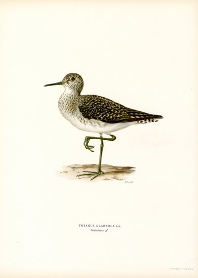 Maçarico de madeira (cor litho) de Magnus Ferdinand and Wilhelm von Wright