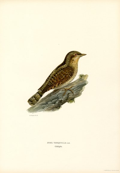 Wryneck (lito colorido) de Magnus Ferdinand and Wilhelm von Wright