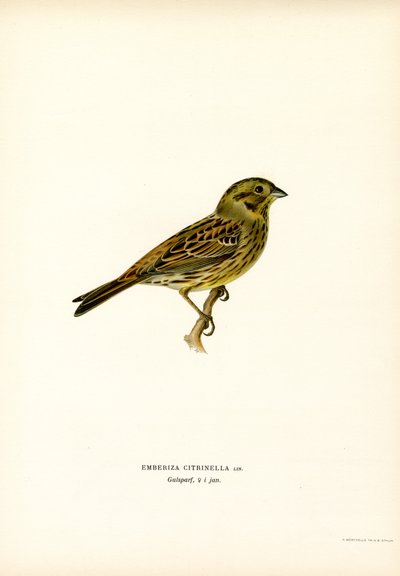 Coelhão amarelo (cor litho) de Magnus Ferdinand and Wilhelm von Wright