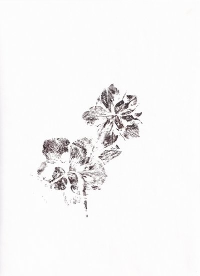 Impressões florais abstratas de Maira Ribena