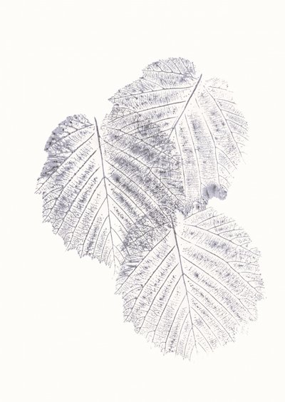 Texturas minimalistas de folhas de Maira Ribena