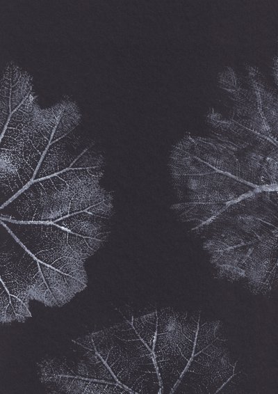 Texturas de folhas monocromáticas de Maira Ribena