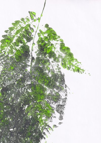 Feto verde biológico de Maira Ribena