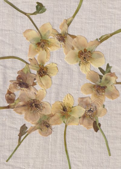 Guirlanda de flores prensadas de Maira Ribena