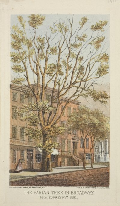 A árvore Varian na Broadway, entre as ruas 26 e 27, 1864 de Major and Knapp
