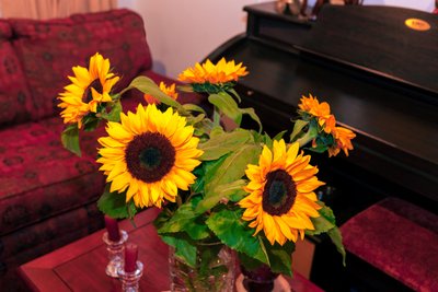 Girassóis amarelos brilhantes, ou Helianthus annuus, da Cordilheira dos Andes, na Colômbia, decoram uma casa na cidade de Bogotá de Mano Chandra Dhas